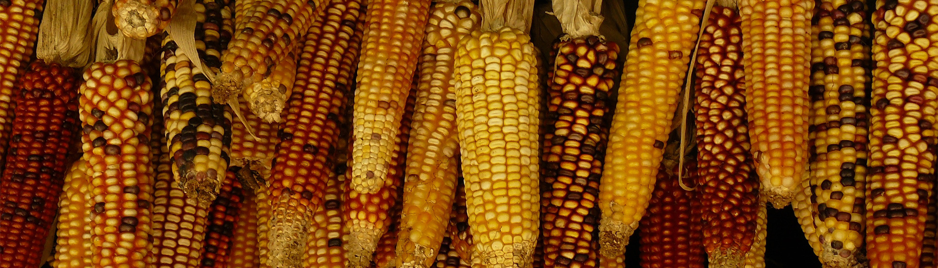 Maize - Espee International